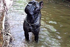 Photos of cane corsos