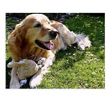 Dog Golden Retriever Garden Postcard