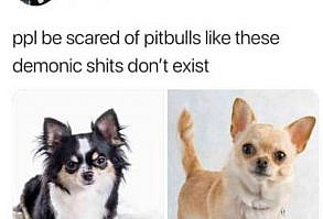 i used to be scared of my friend’s chihuahua for the longest time but they’re adorable tho