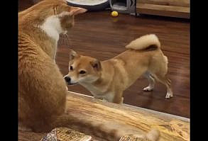 #doge #dogememe #shibainu #hodlersunited #dog #puppy