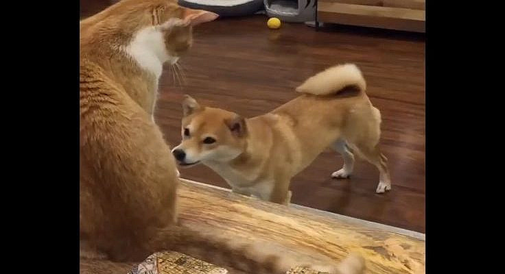 #doge #dogememe #shibainu #hodlersunited #dog #puppy