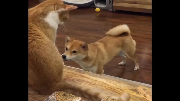 #doge #dogememe #shibainu #hodlersunited #dog #puppy 