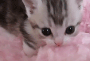 xani — PiXel GiF 🗯