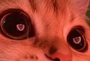 [Видео] «Loving Cat.» | Очаровательные котята, Детеныши животных, Милые детеныши животных