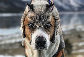 🐶 МИМИМИШНЫЕ ЖИВОТНЫЕ 🐹 on Instagram: “Познакомьтесь с Генри и его лучшим другом Балу. Они сразу подружились, когда впервые встретились. Теперь они заняты совместным…”