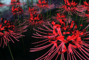 اسمك & ايزانا ((يمنع الاقتباس منعا تام لا اسامح ولا احلل من يقتبس اي… #العاطفية # العاطفية # amreading # books # wattpad