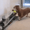doxie gif - This is so CUTE!