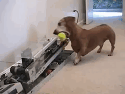 doxie gif - This is so CUTE!