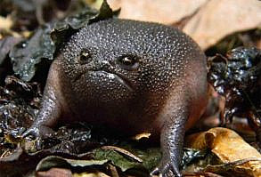 おこ？おこなの？世界一不機嫌そうに見えるカエル「ブラックレインフロッグ」 : カラパイア