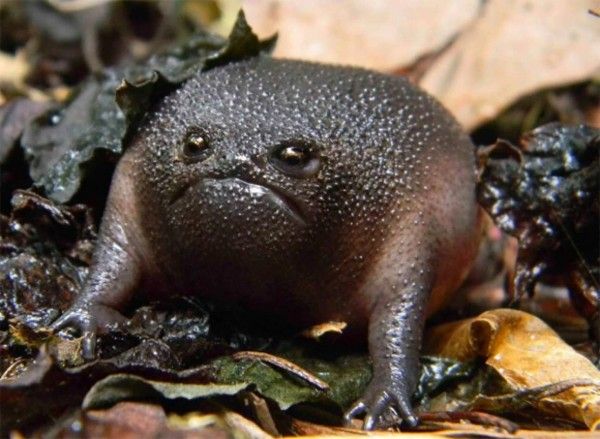 おこ？おこなの？世界一不機嫌そうに見えるカエル「ブラックレインフロッグ」 : カラパイア