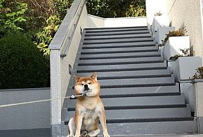 ほぼ毎日「イヤイヤ」する柴犬が可愛すぎてつらい