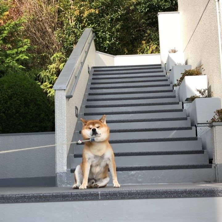 ほぼ毎日「イヤイヤ」する柴犬が可愛すぎてつらい