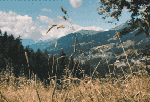 Ve akıp gider hayat, yosun tutmuş yürekler arasından sessizce.. İbrahim İnecik