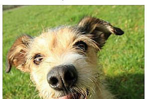 We love funny talking dog videos as much as these pups love their bacon! Check out 5 hilarious clips of dogs begging for their favorite meaty goodness!