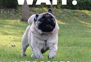 101 Lovable Pug Memes That Are Too Puggin' Cute