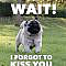 101 Lovable Pug Memes That Are Too Puggin' Cute