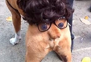 Dog Butthead Costume From Tompkins Square Halloween Dog Parade ...