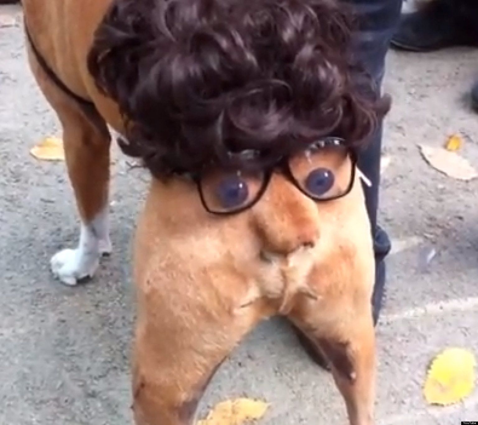 Dog Butthead Costume From Tompkins Square Halloween Dog Parade ...