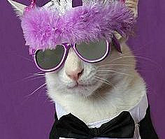 Orchid4 - Mi Escritorio Nexus