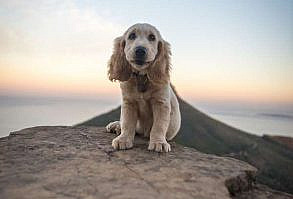 50 Adorable Puppies That Will Put a Smile on Your Face