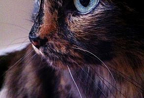 Kitteh Kats. Cat Photos, Cat Gifs, Cat Funny, Kitten pics, lots of Kittens. You know, kitty stuff. Kat, Kot, Katzen, Gatos, Gatitos, кошки, 猫, it' about cats