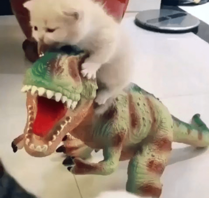 Top 5 Cat Videos We Saw On Instagram This Week