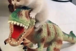 Top 5 Cat Videos We Saw On Instagram This Week