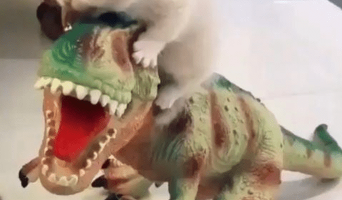 Top 5 Cat Videos We Saw On Instagram This Week