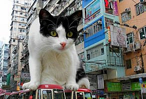 Artist Shows What It Would Be Like If The World Were Inhabited By Giant Cats (92 New Pics)