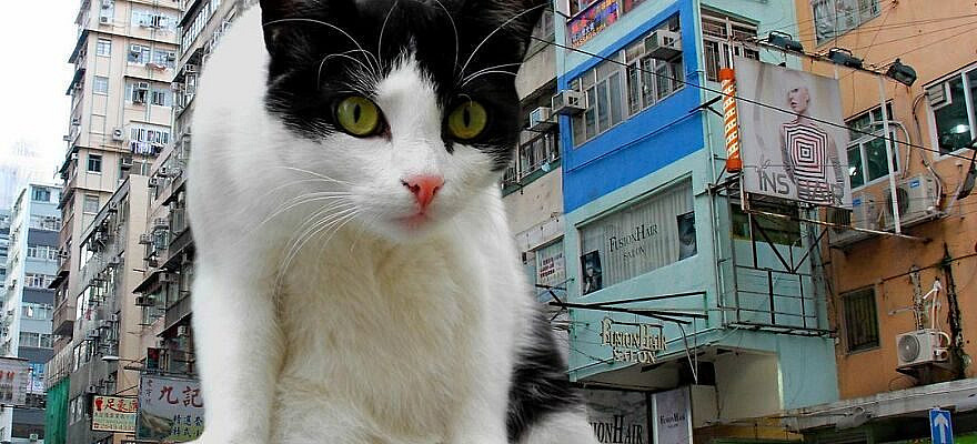 Artist Shows What It Would Be Like If The World Were Inhabited By Giant Cats (92 New Pics)