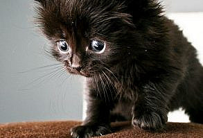 Kitteh Kats. Cat Photos, Cat Gifs, Cat Funny, Kitten pics, lots of Kittens. You know, kitty stuff. Kat, Kot, Katzen, Gatos, Gatitos, кошки, 猫, it' about cats