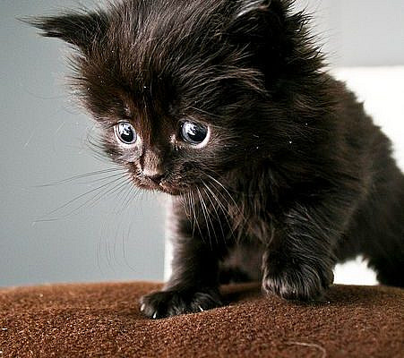 Kitteh Kats. Cat Photos, Cat Gifs, Cat Funny, Kitten pics, lots of Kittens. You know, kitty stuff. Kat, Kot, Katzen, Gatos, Gatitos, кошки, 猫, it' about cats