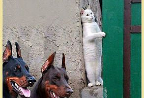 Estamos buscando al gato de los memes – Chistes Geniales