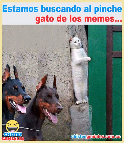 Estamos buscando al gato de los memes – Chistes Geniales