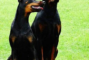 My girls are my life. Walks, snuggles and talks. They get me without ever saying a word. #besties