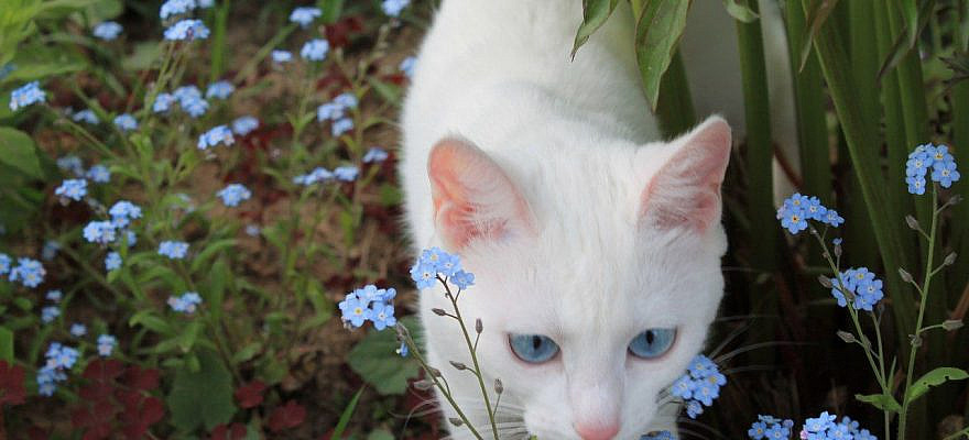 Kitteh Kats. Cat Photos, Cat Gifs, Cat Funny, Kitten pics, lots of Kittens. You know, kitty stuff. Kat, Kot, Katzen, Gatos, Gatitos, кошки, 猫, it' about cats