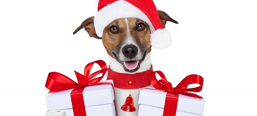 The Witches Room of Healing Broken Hearts.: Animals of YouTube sing