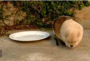 The chow pup having some trouble with this bowl. | 49 Of The Most Important Dog GIFs Of All Time