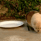 The chow pup having some trouble with this bowl. | 49 Of The Most Important Dog GIFs Of All Time