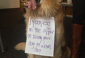 I Pooped in the Office on 'Bring Your Dog to Work Day'   dogshaming.tumblr...