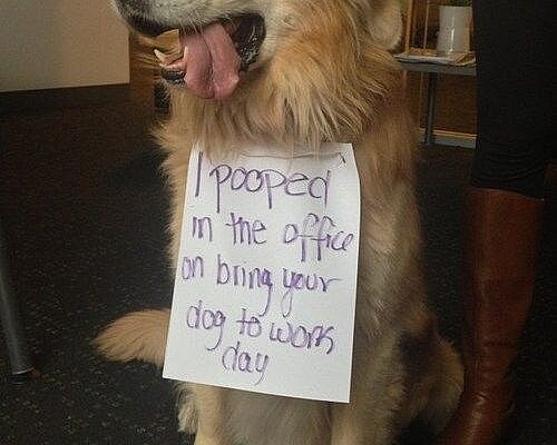 I Pooped in the Office on 'Bring Your Dog to Work Day'   dogshaming.tumblr...