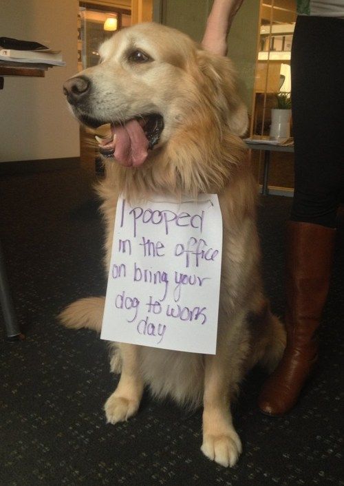I Pooped in the Office on 'Bring Your Dog to Work Day'   dogshaming.tumblr...
